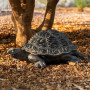 Tortue déco extérieur Francky
